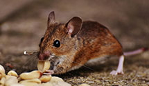 24 Hour & Emergency Exterminators in Mount Holly Spgs, PA